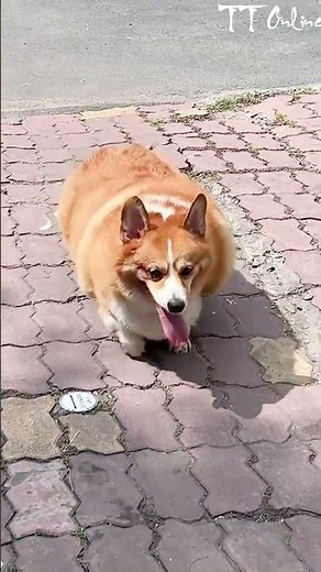 Funny Fat Dog Running - Super Cute & Hilarious!