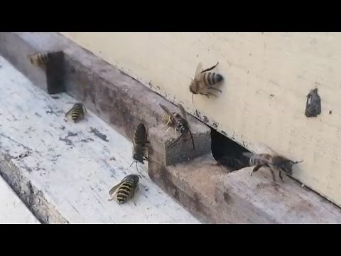 Yellow Jackets Robbing a Weak Honey Bee Hive!