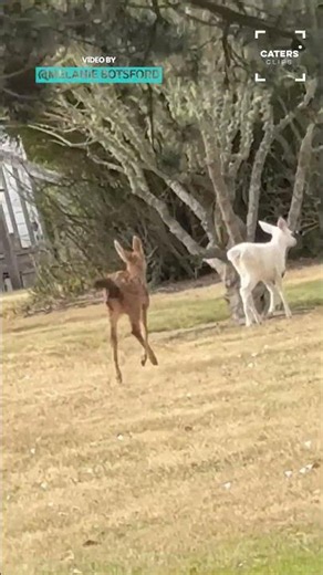 Rare Albino Fawn Spotted #rareanimals