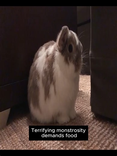... #real #fyp #bunny #food #monster | bunnies