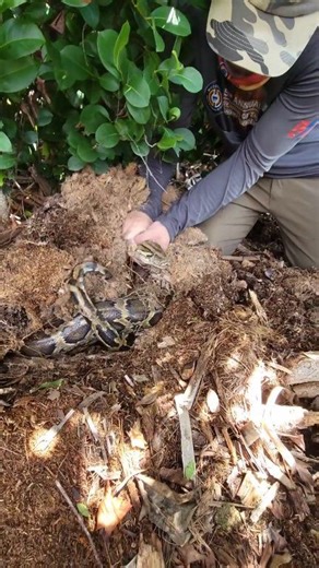 This is an old video but its still one of my favorite nest captures! Amazing how well these females hide their nests! . #python #snake #wildlife #florida #nature | Snakeaholic