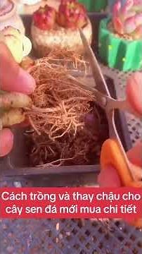 Cây sen đá phần 1: Cách trồng và thay chậu cho cây sen đá mới mua về