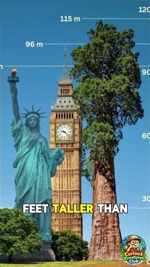 The Tallest Tree on Earth Is Taller Than the Statue of Liberty. #california #naturefacts #redwoods