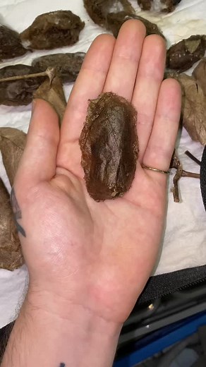 Discover the Unique Beauty of the Automeris Moth