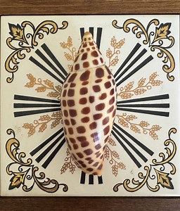 Junonia Shell, Scaphella, 4 Inches, Rare Shell, Collector Item, Beach Decor, Home Decor, Vintage, A6 - Etsy