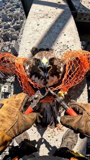 Red-Tailed Hawk Freed From Skyscraper Death Trap