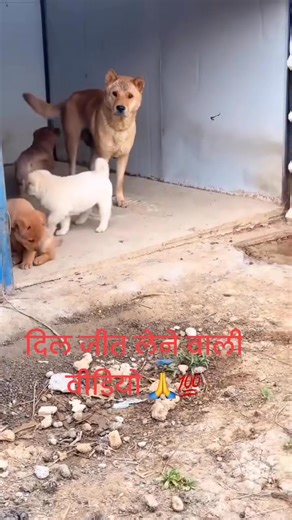 272K views · 3.8K reactions | Animal world comedy movies | Guru Datt Sharma | Facebook