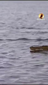 29M views · 1.1M reactions | This STRESSED mi out!!!!! ...yelling my cheers for the deer (impala?) all the way! Like I was in a tension-filled movie. 藍 | Ragashanti | Facebook