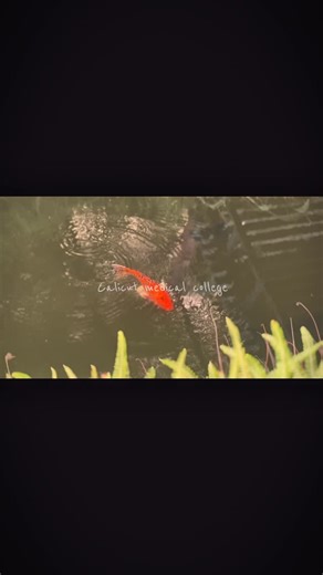 adhil on Instagram: "Calicut medical college🤍🍃 #college #explore #cmc"