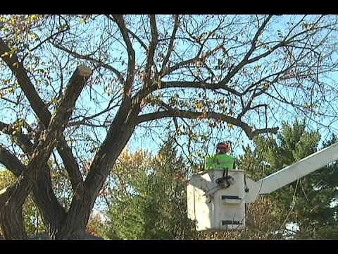 Dutch Elm Disease