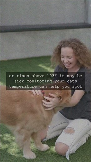 Understanding Your Cats Body Temperature Cats have a normal body temperature between...