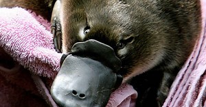 Como o leite de um dos bichos mais exóticos do mundo pode ajudar a combater superbactérias