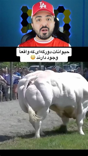 Hybrid animals that actually exist 🤯