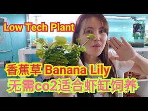 分享水草香蕉草 Banana Lily Plant Nymphoides aquatica Low Tech plant繁殖水草技术测试版
