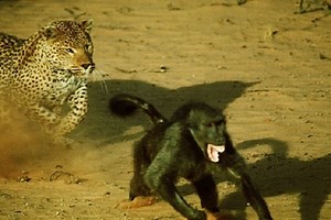 Baboons Attack a Leopard