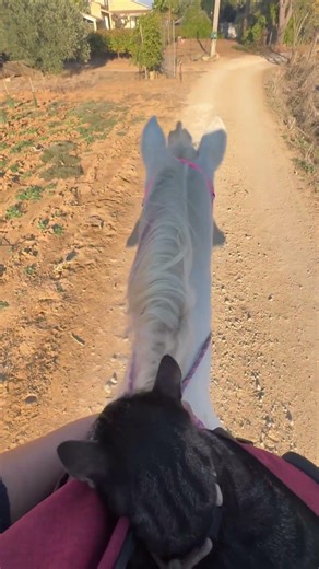 Quand ton chat veut partir en balade à cheval avec toi ♥️ #horse #equestrianjourney #equestrian