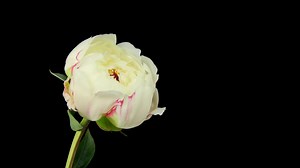 Free Stock Video White Rose Blooming On Black Background Live Wallpaper