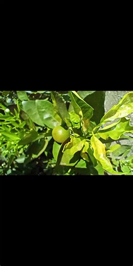 How to Easily Grow Orange Fruit Trees 1). Oranges are citrus fruit trees that are grown from both seeds and seedlings 2). Orange seedlings are often grafted for faster fruiting and disease resistance 3). Oranges trees thrive in well-drained soil, full sun, 4m by 4m spacing, regular watering, mulching and fertilization with compost/citrus feed for high yields of sweet, marketable fruit 4). Popular orange varieties include Pixie, Valencia and Blood Orange. @everyone #orchards #oranges #fruits #veg