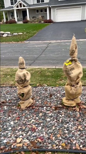 Its time to wrap those arbs for winter! #arborvitae #winterizing #burlap