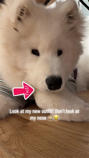 He’s still adorable even with the running nose 🐾💛 #runningnose #puppyoutfits #samoyedootd