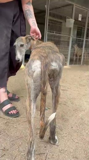 chienne galga à l'adoption découvrez BANDI