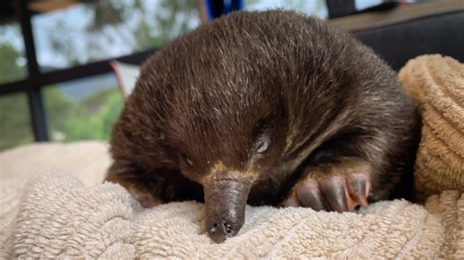 Wildlife carers warn people to watch out for puggle burrows this summer