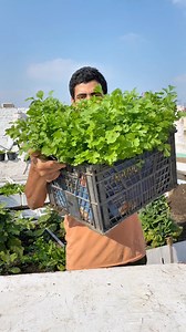 3.3M views · 55K reactions | How To Grow Coriander At Home Using Old Plastic Box 殺 | Moody Samalosy | Facebook