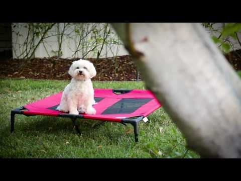 How to Create a Pet-Friendly Yard