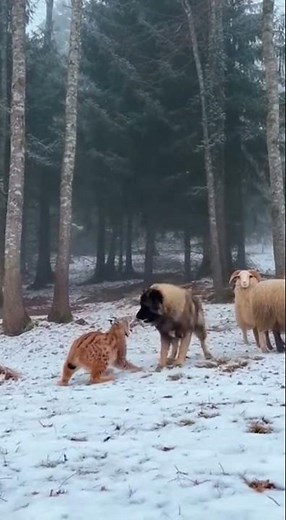 Romanian Carpathian Shepherd Dog — the fearless guardian of the Carpathians 🏔️🐾