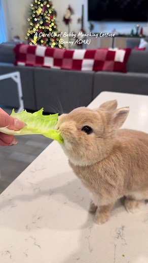 Bubby Bunn's Morning Greens: A Bunny ASMR Experience