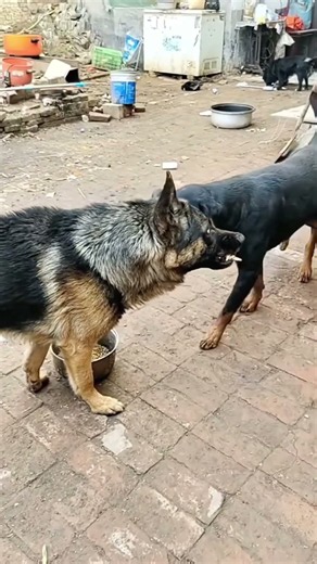 Rottweilers look at German Shepherds like they're idiots #kingcharles