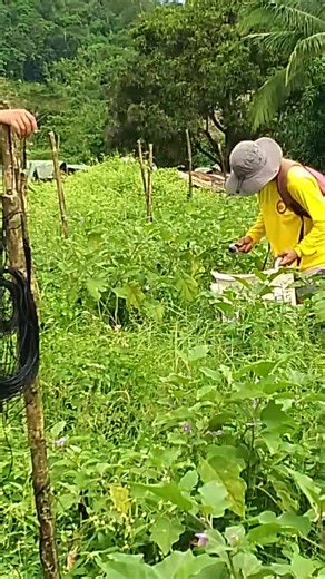 Creating Memes with CapCut: A Step-by-Step Guide