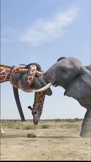 Elephant and giraff fighting for water #wildlife #elephant #animals #giraffe #giraffephotography