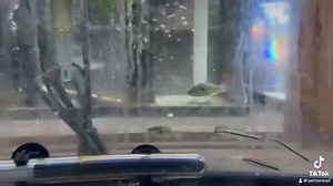 "Stars, Stripes, and Swim!  Introducing the American Flagfish (Jordanella floridae), a patriotic addition to your aquarium. With its vibrant colors resembling the American flag, this fish is a true aquatic symbol of the USA.  Dive into a red, white, and blue underwater adventure! ✨ #AmericanFlagfish #AquariumPatriot" | Pet Zone Tropical Fish, San Diego, California | Facebook