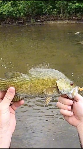 Did a heron try to eat this fish??? #fishing | Matt's Fishin Mission | Facebook