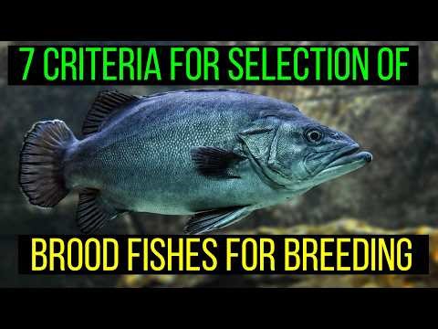 7 Criteria For Selection Of Brood Fishes For Breeding