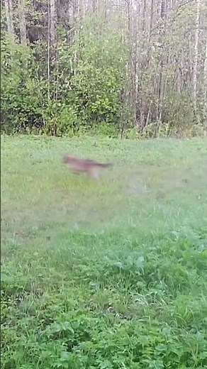 Punahirv, Cervus elaphus, Red deer - Eesti loomad