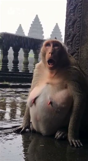 Rain pours as a mother monkey struggles through slow, painful labor. #animal #monkey #love
