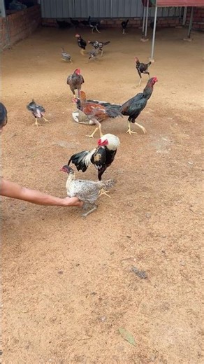 Chicken breeding techniques #short #viveral #videoviral #breeding
