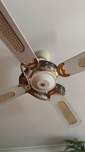 8K views · 5.1K reactions | Maybe check your fan before you turn it on next…  If you’re wondering how this snake got up here, it most likely stretched from the top cabinet over and made itself cosy. Tiarnah got a good laugh out of this one when she arrived at the job! Call us absolutely anytime for advice, ID or relocation! 0409536000 . . . #australia #qld #snake #snakecatcher #wildlife #reptile #snakes #nonvenomous #python | Sunshine Coast Snake Catchers 24/7 | Facebook