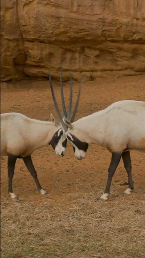 One of the World's Toughest Antelopes 🦌 #wildlife #animals
