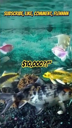 The Most Expensive Koi Fish in the World! 💎 #koi