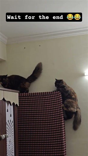 🦘 #shorts #kitten #petshub #animallife #youtubeshorts #cat #shortsviral #shortsfeed #funny #animals