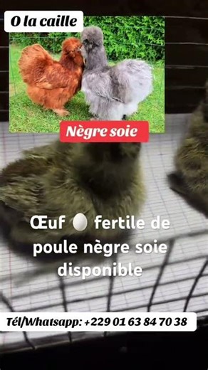 Découvrez nos poule nègre soie #viralvideo #elevage #poulet #ornaments #animaux #guide #caille