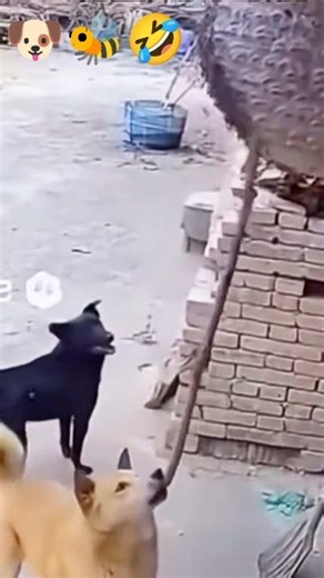 🤣🐝 funny dogs best funny short #funny #viral #dog #animals