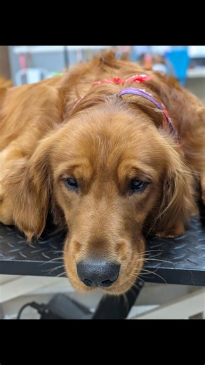 Trying to get Archie off the table after his groom goes like this... I ask him to come down, he strikes poses, gives his best puppy dog eyes, and claims the table like the handsome diva he is 😂🌟 And honestly, who's to argue with that?!🤷🏻‍♀️ | Precious Paws Dog and Cat Grooming