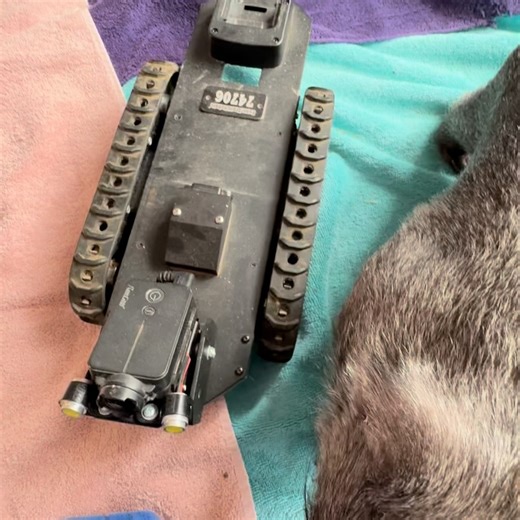 Yolandi Vermaak on Instagram: "I need your help... One of the most useful tools in our arsenal is our wombat robot. It's an inspection robot and tethered with a 30m cable to a controller and screen. The robot itself goes into a burrow and has a camera and torch mounted. Fantastic little device (although stressful to drive as it has lost signal before). I use this to confirm burrows are vacant, find little joeys like tonight's one (Dorothy's baby) or sick wombats we are trying to find. I can't be