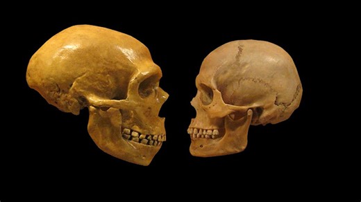 40,000-Year Legacy: Neanderthal DNA Still Shapes How We Process Medicine