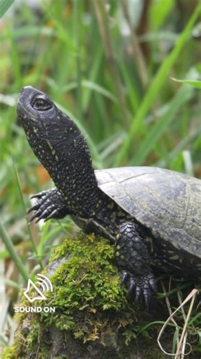 83K views · 4.9K reactions | Take a deep breath and enjoy a moment with these turtles. | Nature | PBS | Facebook