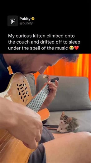 Pubity on Instagram: "🤣 Animals often respond to music because certain rhythms, frequencies and patterns mimic sounds they naturally react to, like calls, heartbeats or environmental cues. Their brains process these sound patterns in ways that can trigger curiosity, calmness or excitement, much like ours. While they don’t experience music the same way humans do, many species show clear reactions when the tones align with their instincts or familiar auditory ranges, which makes some melodies fee